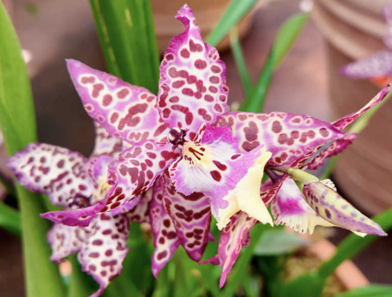 On The Road - ema - 2025 NYBG Orchid Show - Mexican Modernism 4