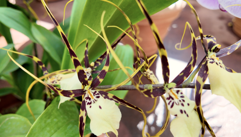 On The Road - ema - 2025 NYBG Orchid Show - Mexican Modernism 2