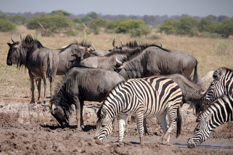 On The Road - lashoharangue - Botswana - Makgadikgadi Pans National Park 8