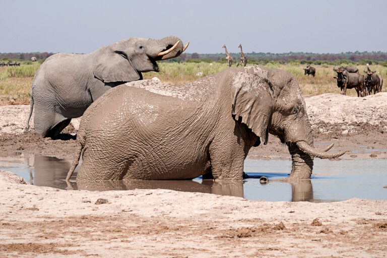On The Road - lashoharangue - Botswana - Makgadikgadi Pans National Park 9