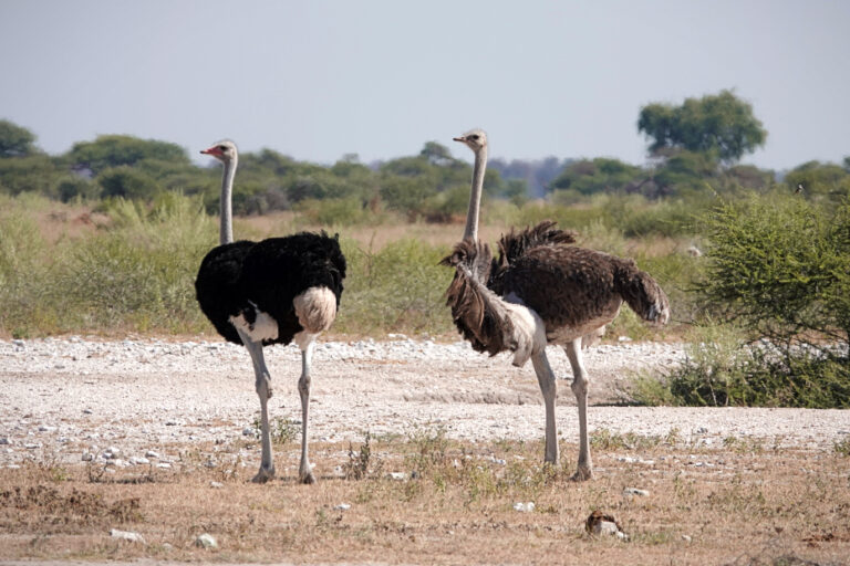 On The Road - lashoharangue - Botswana - Makgadikgadi Pans National Park 6