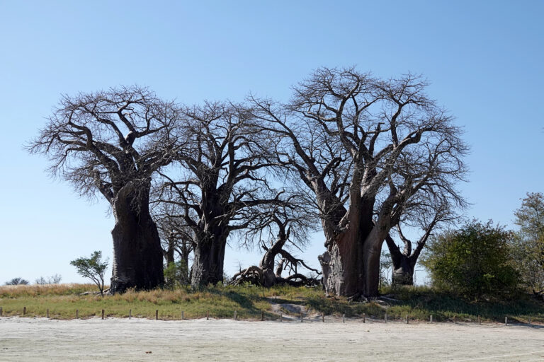 On The Road - lashoharangue - Botswana - Makgadikgadi Pans National Park 7