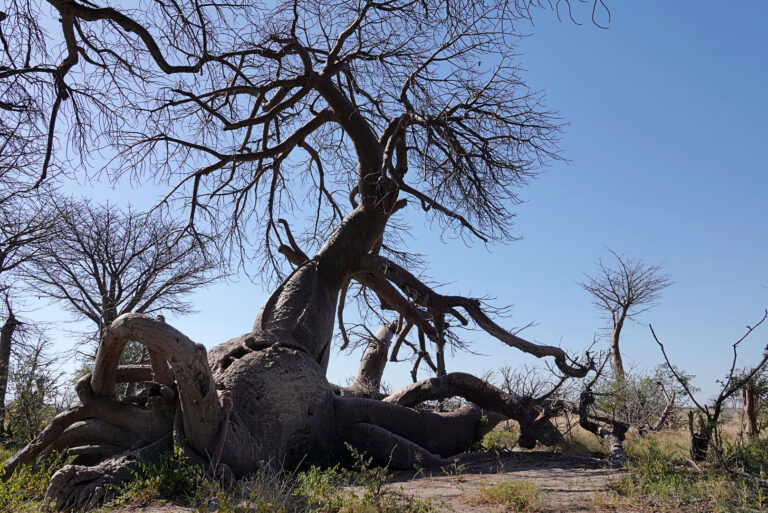 On The Road - lashoharangue - Botswana - Makgadikgadi Pans National Park 5