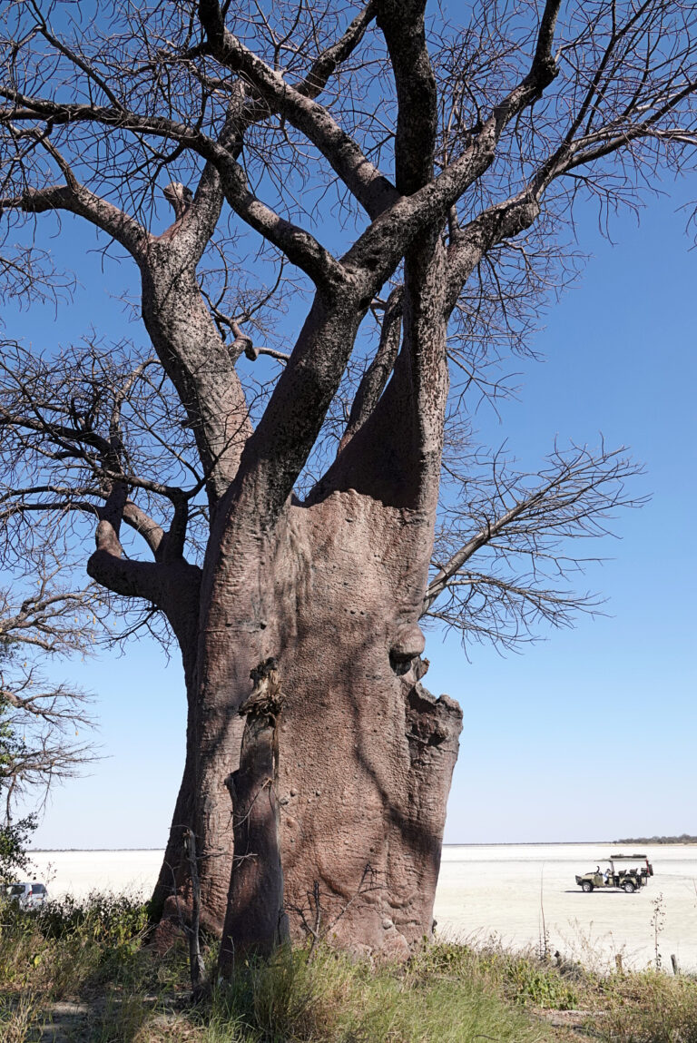 On The Road - lashoharangue - Botswana - Makgadikgadi Pans National Park 4