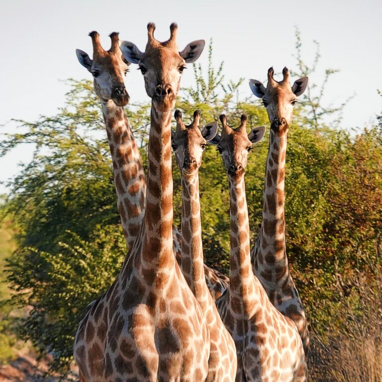 On The Road - lashoharangue - Botswana - Makgadikgadi Pans National Park 2