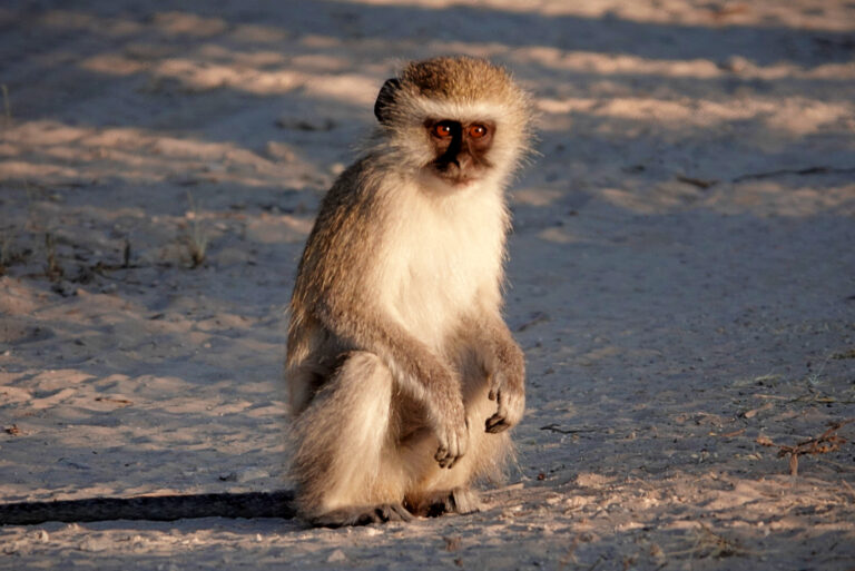 On The Road - lashoharangue - Botswana - Makgadikgadi Pans National Park 1