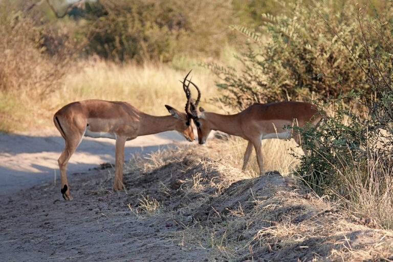 On The Road - lashoharangue - Botswana - Makgadikgadi Pans National Park