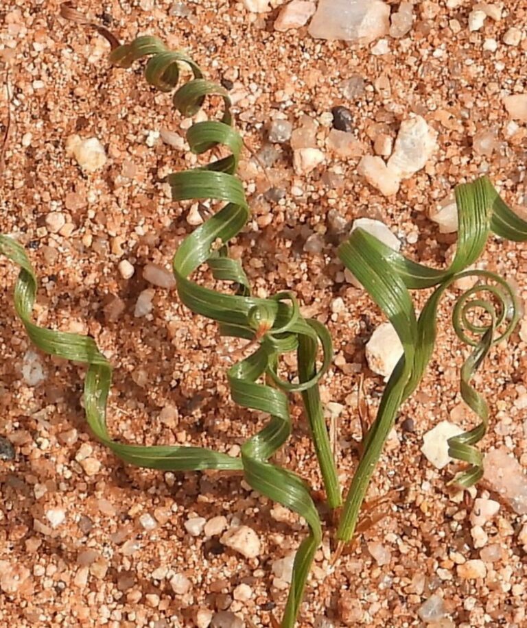 On The Road - Mike S. (now with a Democratic Congressperson!) - Some very interesting leaves in Namaqualand, Western Cape, South Africa. 5