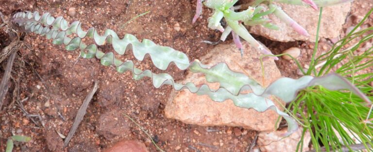 On The Road - Mike S. (now with a Democratic Congressperson!) - Some very interesting leaves in Namaqualand, Western Cape, South Africa. 4