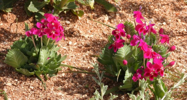 On The Road - Mike S. (now with a Democratic Congressperson!) - Some very interesting leaves in Namaqualand, Western Cape, South Africa.