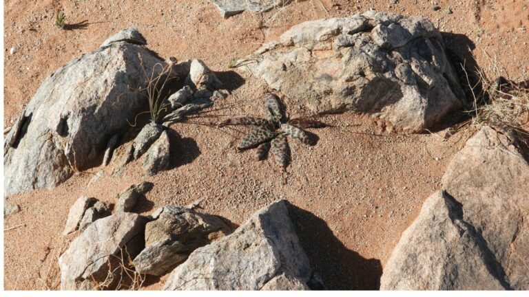 On The Road - Mike S. (now with a Democratic Congressperson!) - Some very interesting leaves in Namaqualand, Western Cape, South Africa. 7