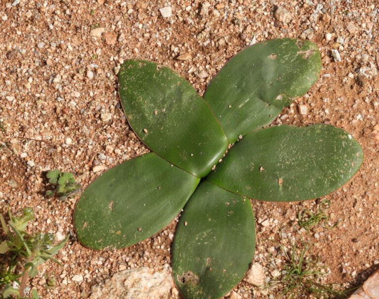 On The Road - Mike S. (now with a Democratic Congressperson!) - Some very interesting leaves in Namaqualand, Western Cape, South Africa. 9