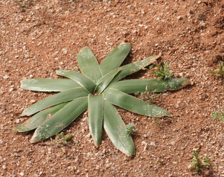 On The Road - Mike S. (now with a Democratic Congressperson!) - Some very interesting leaves in Namaqualand, Western Cape, South Africa. 8