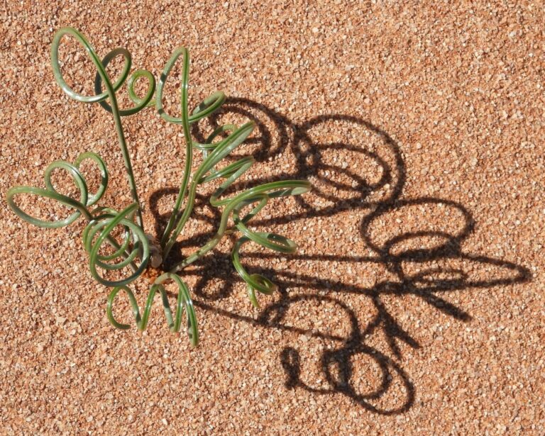 On The Road - Mike S. (now with a Democratic Congressperson!) - Some very interesting leaves in Namaqualand, Western Cape, South Africa. 6