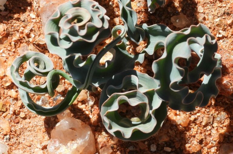 On The Road - Mike S. (now with a Democratic Congressperson!) - Some very interesting leaves in Namaqualand, Western Cape, South Africa. 3