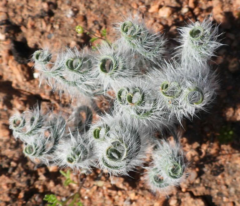 On The Road - Mike S. (now with a Democratic Congressperson!) - Some very interesting leaves in Namaqualand, Western Cape, South Africa. 2