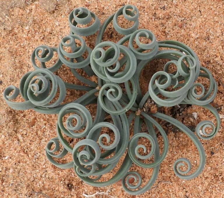 On The Road - Mike S. (now with a Democratic Congressperson!) - Some very interesting leaves in Namaqualand, Western Cape, South Africa. 1