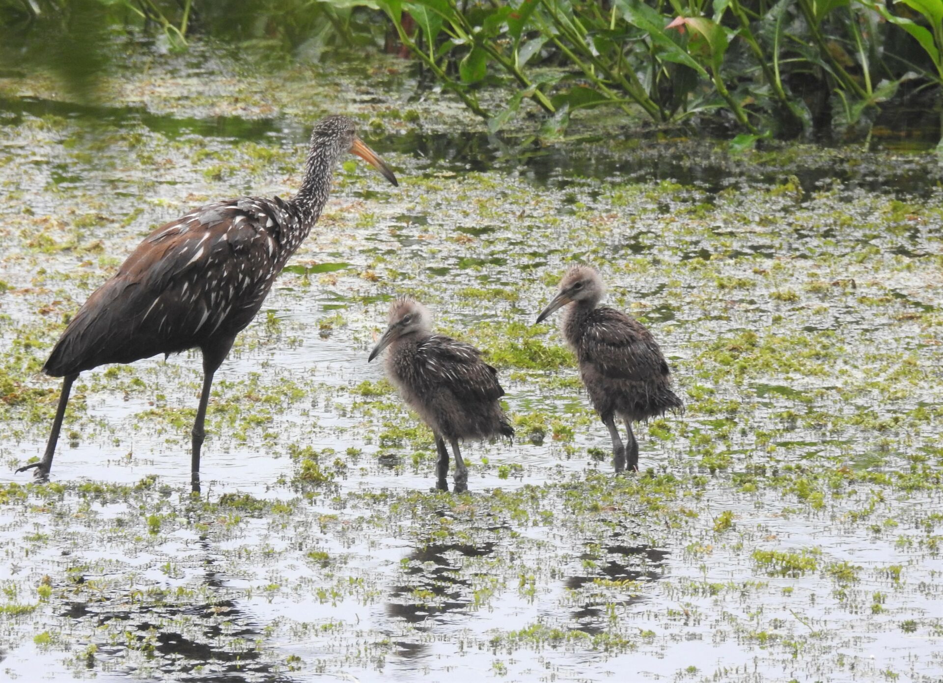 Limpkin mom and two fluffy chicks
