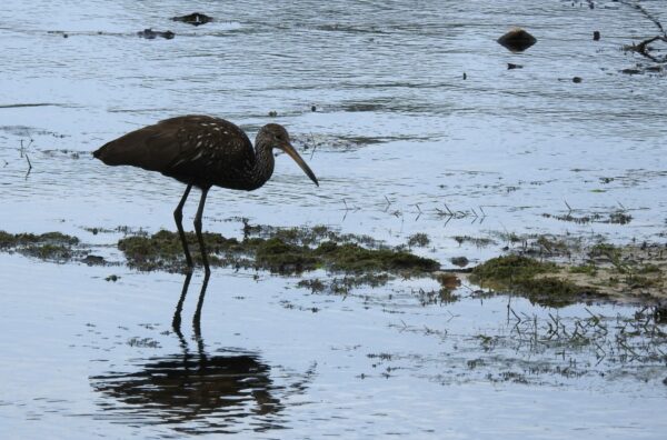 Medium-sized wading bird with mostly brown feathers and white trim. It's eating a snail on a muddy shoal.