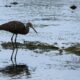 Medium-sized wading bird with mostly brown feathers and white trim. It's eating a snail on a muddy shoal.
