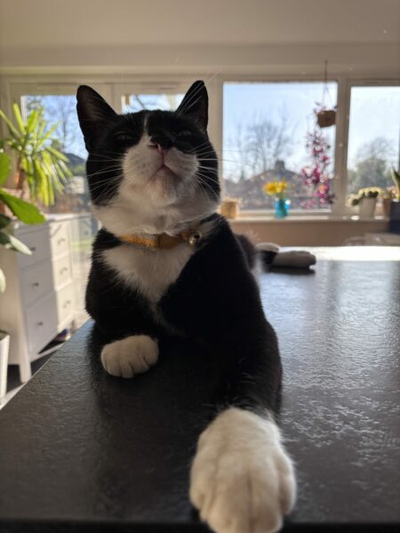 Emergency Cat Post