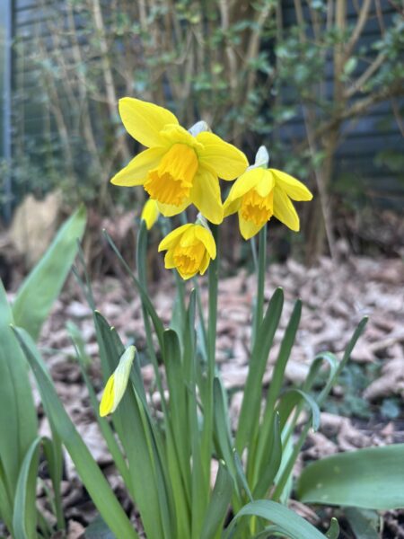 Envy This Daffodil Open Thread