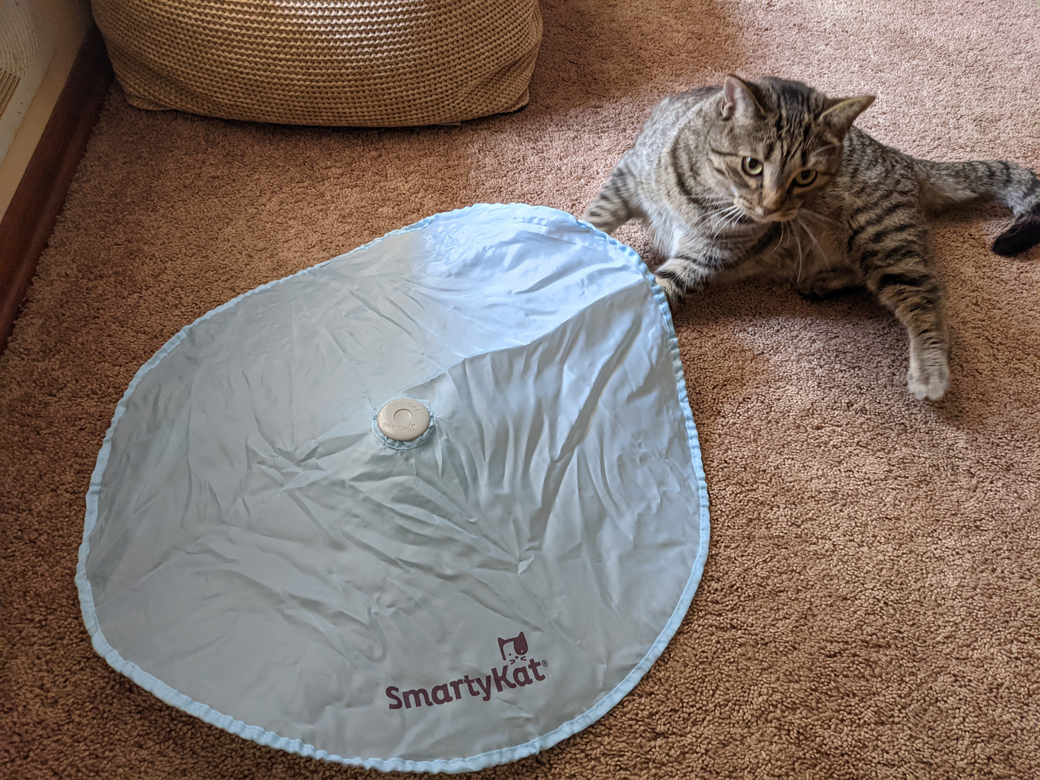 Friday Catblogging in Memory of Kevin Drum 1