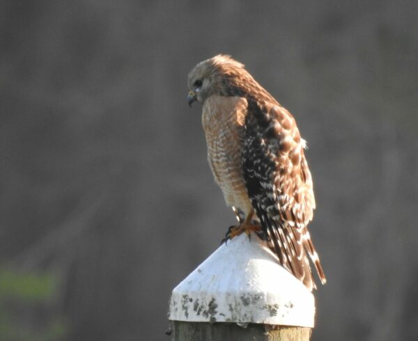 Medium-sized hawk with hooked yellow bill, russet and white barred breast feathers and black and white checkered wings and tail.