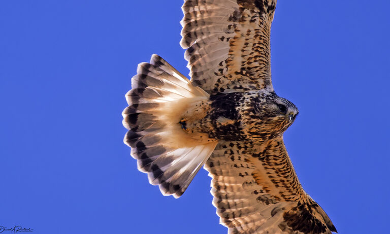 On The Road - Albatrossity - Hawks of Winter 9