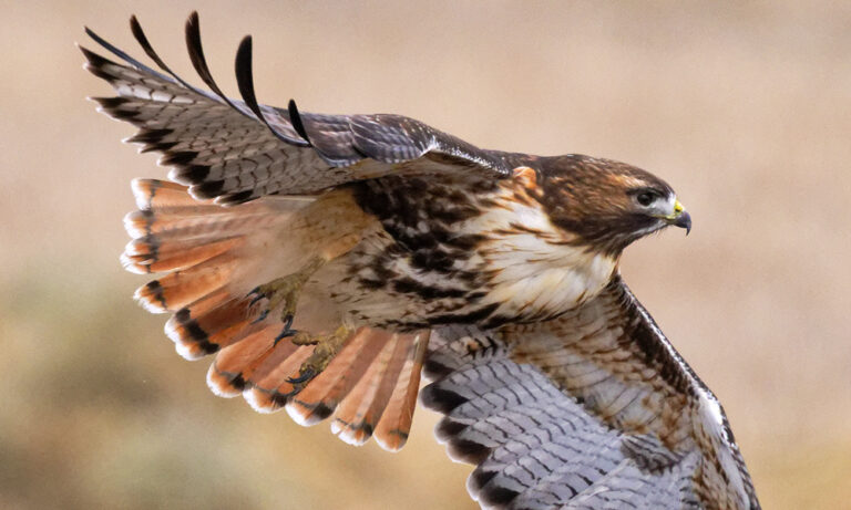 On The Road - Albatrossity - Hawks of Winter 4