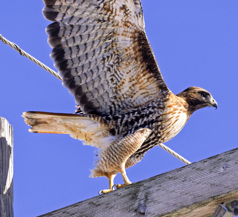 On The Road - Albatrossity - Hawks of Winter 5