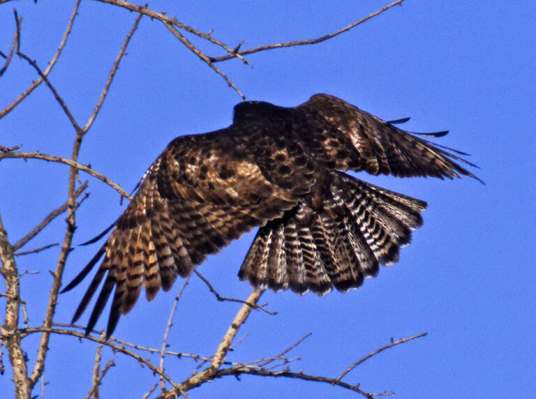 On The Road - Albatrossity - Hawks of Winter 6