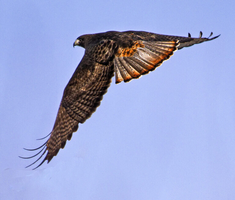 On The Road - Albatrossity - Hawks of Winter 7