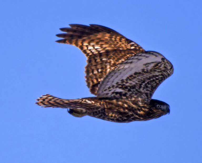 On The Road - Albatrossity - Hawks of Winter 8