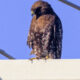 On The Road - Albatrossity - Hawks of Winter