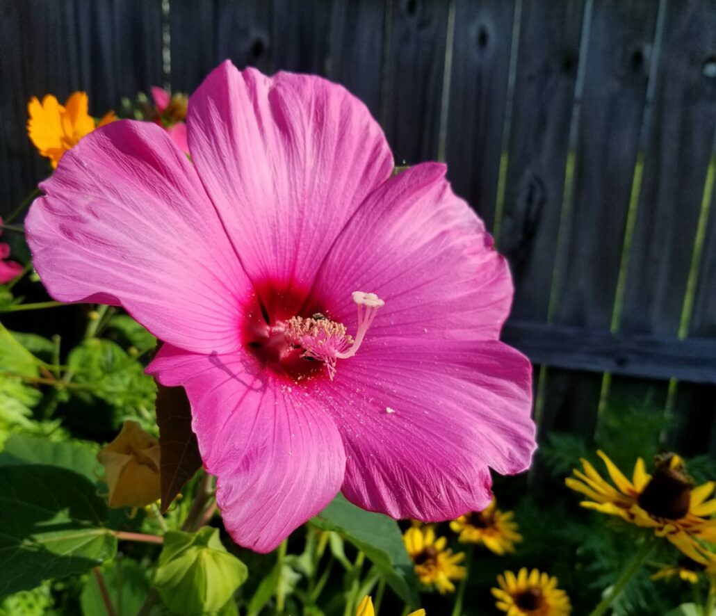 Sunday Morning Garden Chat: Hibiscus