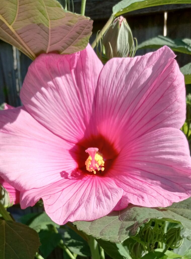 Sunday Morning Garden Chat: Hibiscus 1