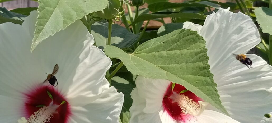 Sunday Morning Garden Chat: Hibiscus 2