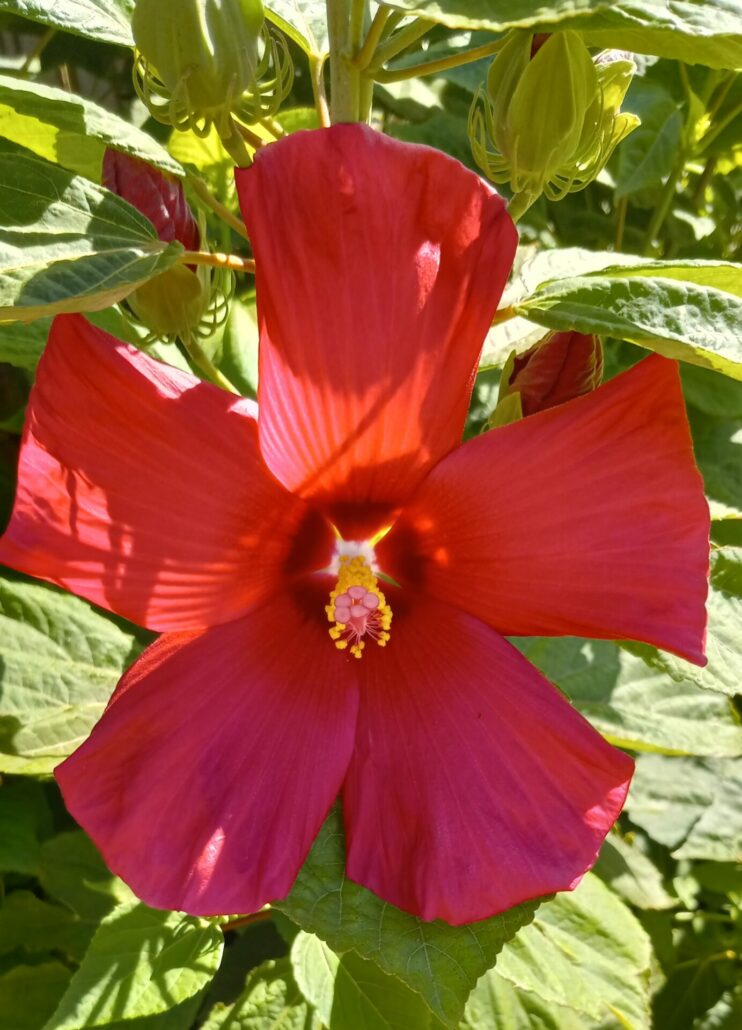 Sunday Morning Garden Chat: Hibiscus 4