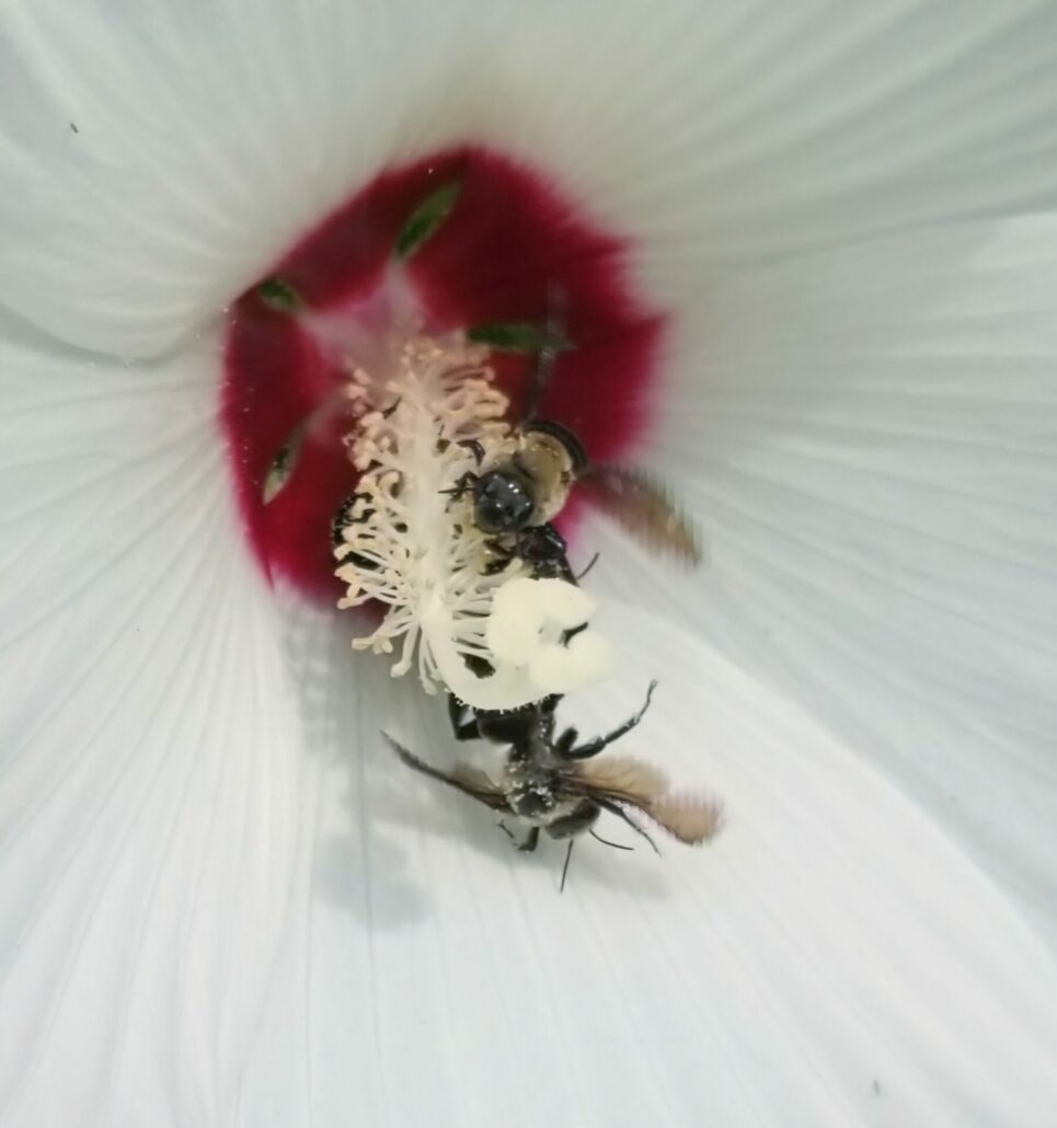 Sunday Morning Garden Chat: Hibiscus 5