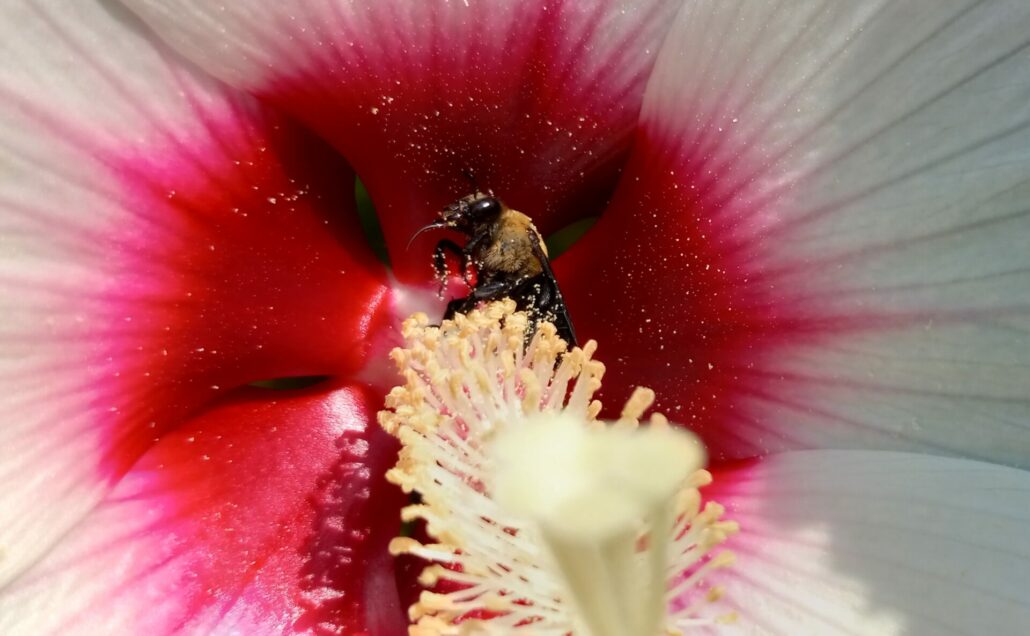 Sunday Morning Garden Chat: Hibiscus 6