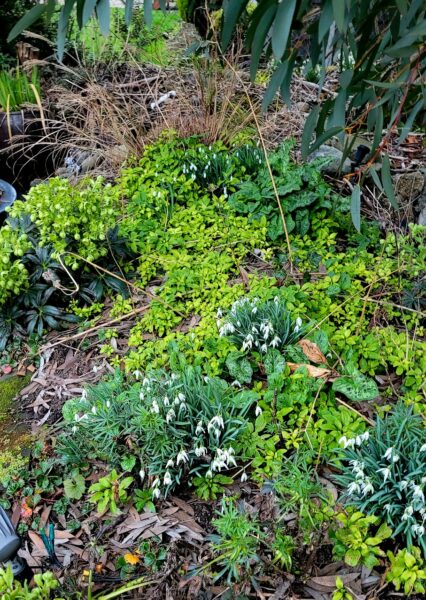 Sunday Morning Garden Chat:  Report From Seattle 9