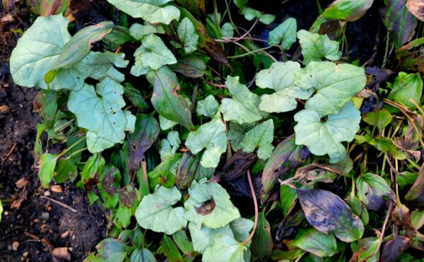 Sunday Morning Garden Chat:  Report From Seattle 11