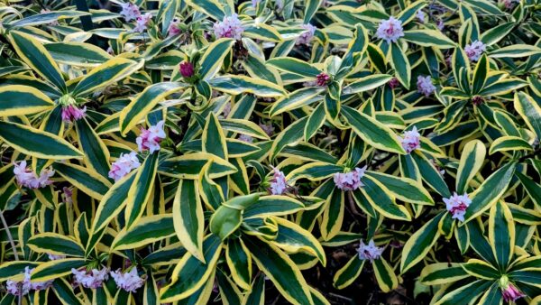 Sunday Morning Garden Chat:  Report From Seattle 12