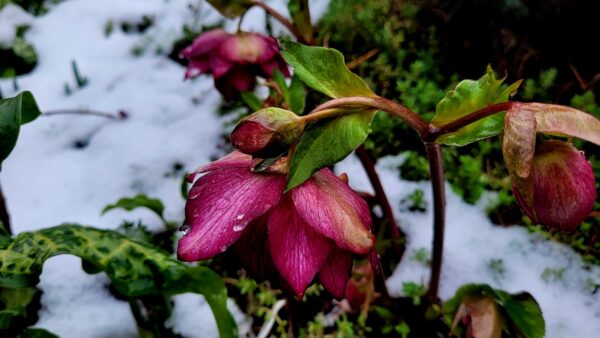 Sunday Morning Garden Chat:  Report From Seattle 1