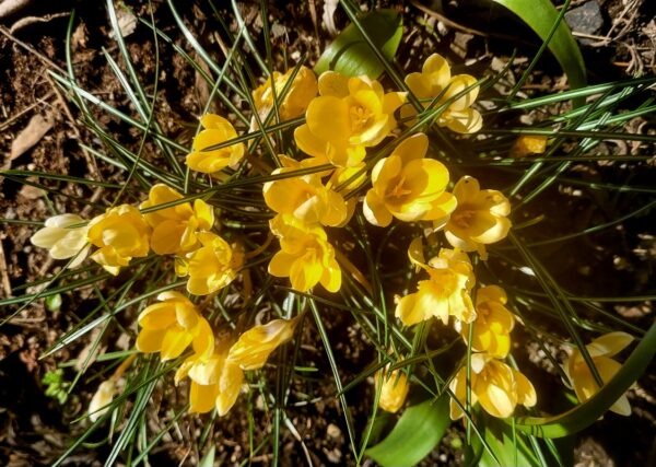 Sunday Morning Garden Chat:  Report From Seattle 3