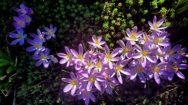 Sunday Morning Garden Chat:  Report From Seattle 4