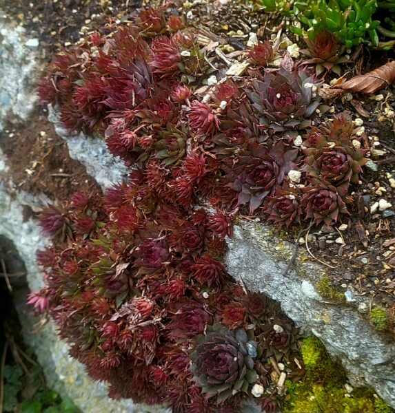 Sunday Morning Garden Chat:  Report From Seattle 6