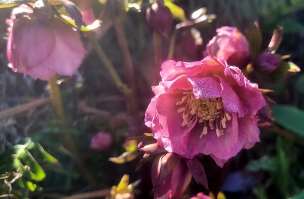 Sunday Morning Garden Chat:  Report From Seattle 7