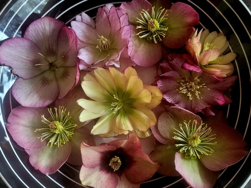 Sunday Morning Garden Chat:  Report From Seattle